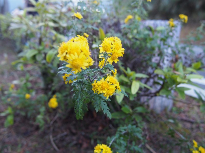 P1010056.jpg