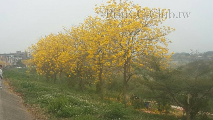 黃花風鈴木-02.jpg